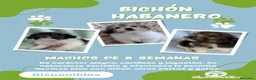 Bichón Habanero perros en venta: Machitos de bichon habanero - Anuncio 1
