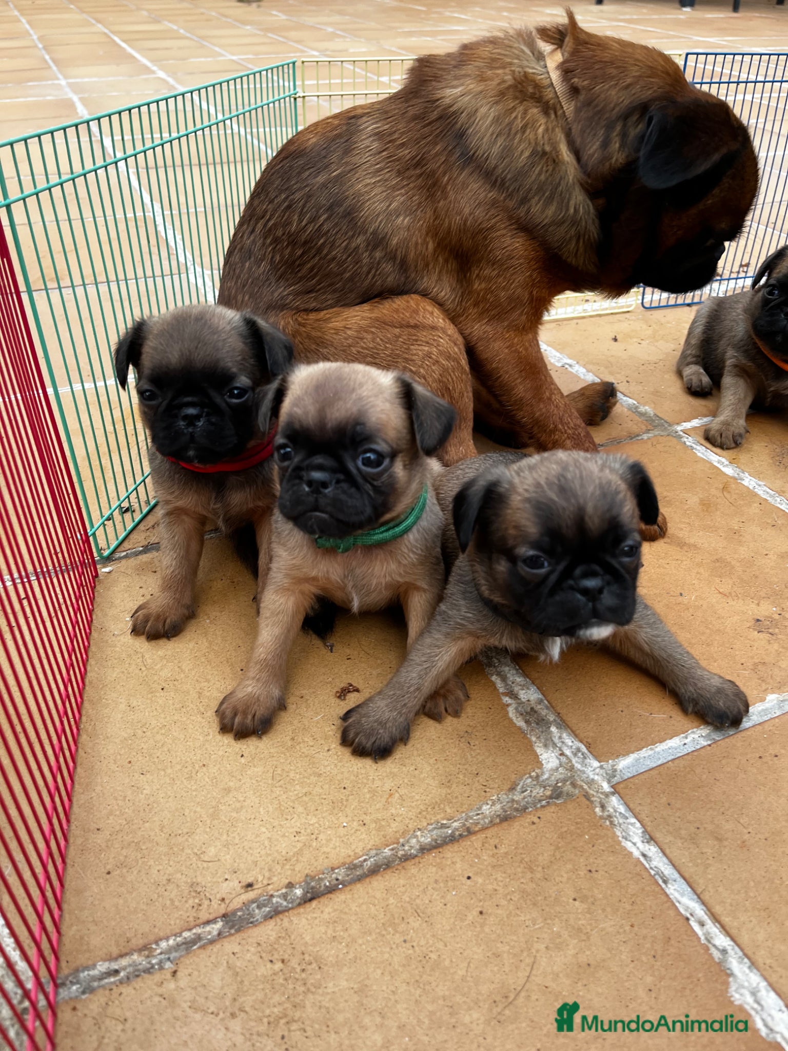 Petit Brabançon perros Petit Brabançon  - Anuncio 1