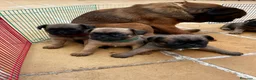 Petit Brabançon perros en venta: Petit Brabançon  - Anuncio 1