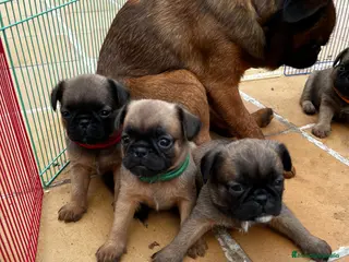 Petit Brabançon perros Petit Brabançon - Anuncio 2