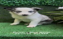 Border Collie perros en venta: Border Collie hembra Blue Merle - Anuncio 5