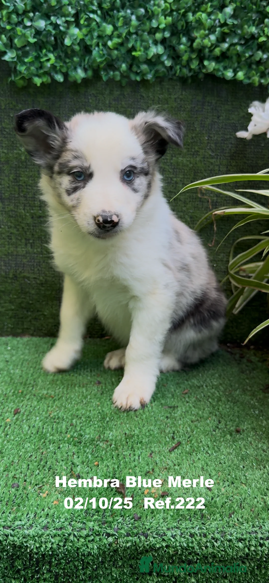 Border Collie perros en venta: Border Collie hembra Blue Merle - Anuncio 5