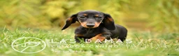 Teckel perros en venta: TECKEL DISPONIBLES - Anuncio 2