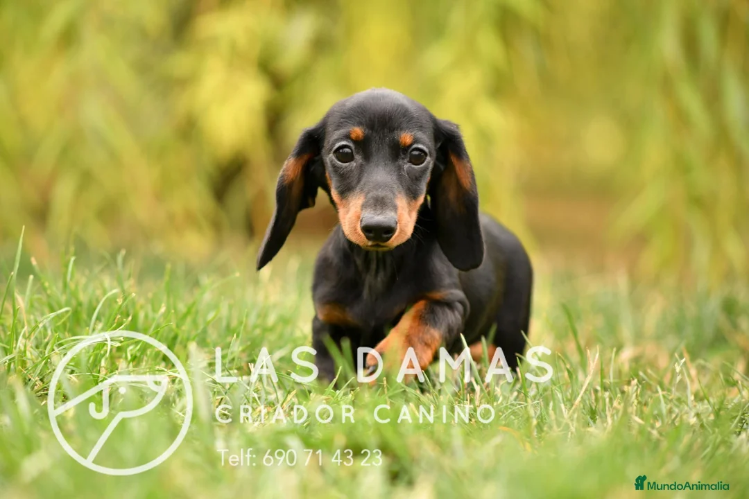 Teckel perros en venta: TECKEL DISPONIBLES - Anuncio 2
