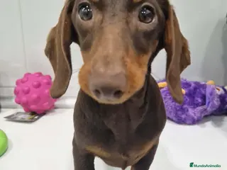 Teckel Miniatura perros Teckel Macho de Lena 4484 AQUANATURA - Anuncio 1