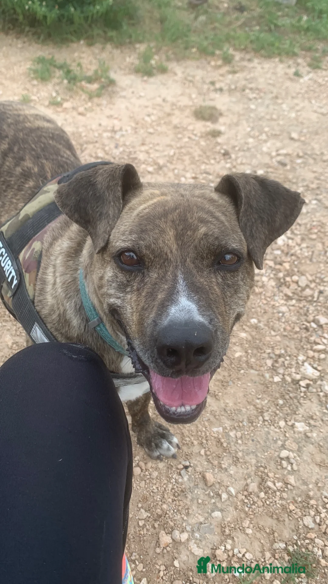 American Pit Bull Terrier perros en adopcion: TIGRE 🥰❤️ en Adopción  - Anuncio 2