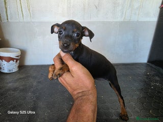 Pinscher Miniatura perros - Anuncio 2