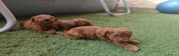 Caniche Toy perros en venta: Cachorros de caniche Toy rojos en Zaragoza - Anuncio 6