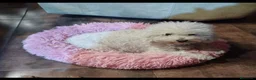 Caniche Toy perros en venta: Caniche toy - Anuncio 3