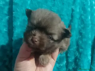 Raza Mixta perros Maltipom machos chocolate - Anuncio 35