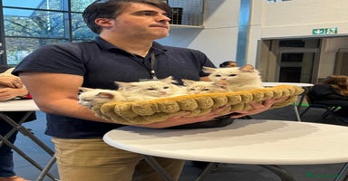 Ragdoll gatos Camada gatitos ragdoll - Anuncio 4