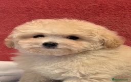 Caniche Toy perros en venta: Monísima Caniche Toy - Imagen 2