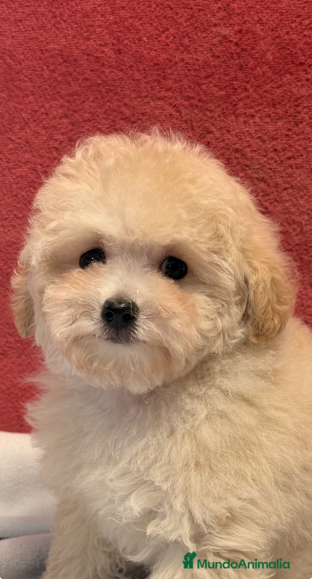 Caniche Toy perros en venta: Monísima Caniche Toy - Imagen 2