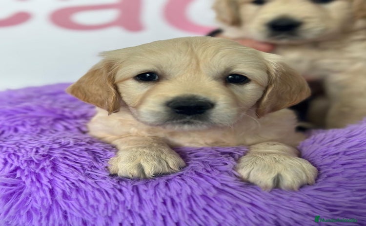 Golden Retriever perros - Propaganda 2