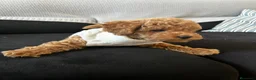 Caniche Toy perros en venta: caniche  - Anuncio 4