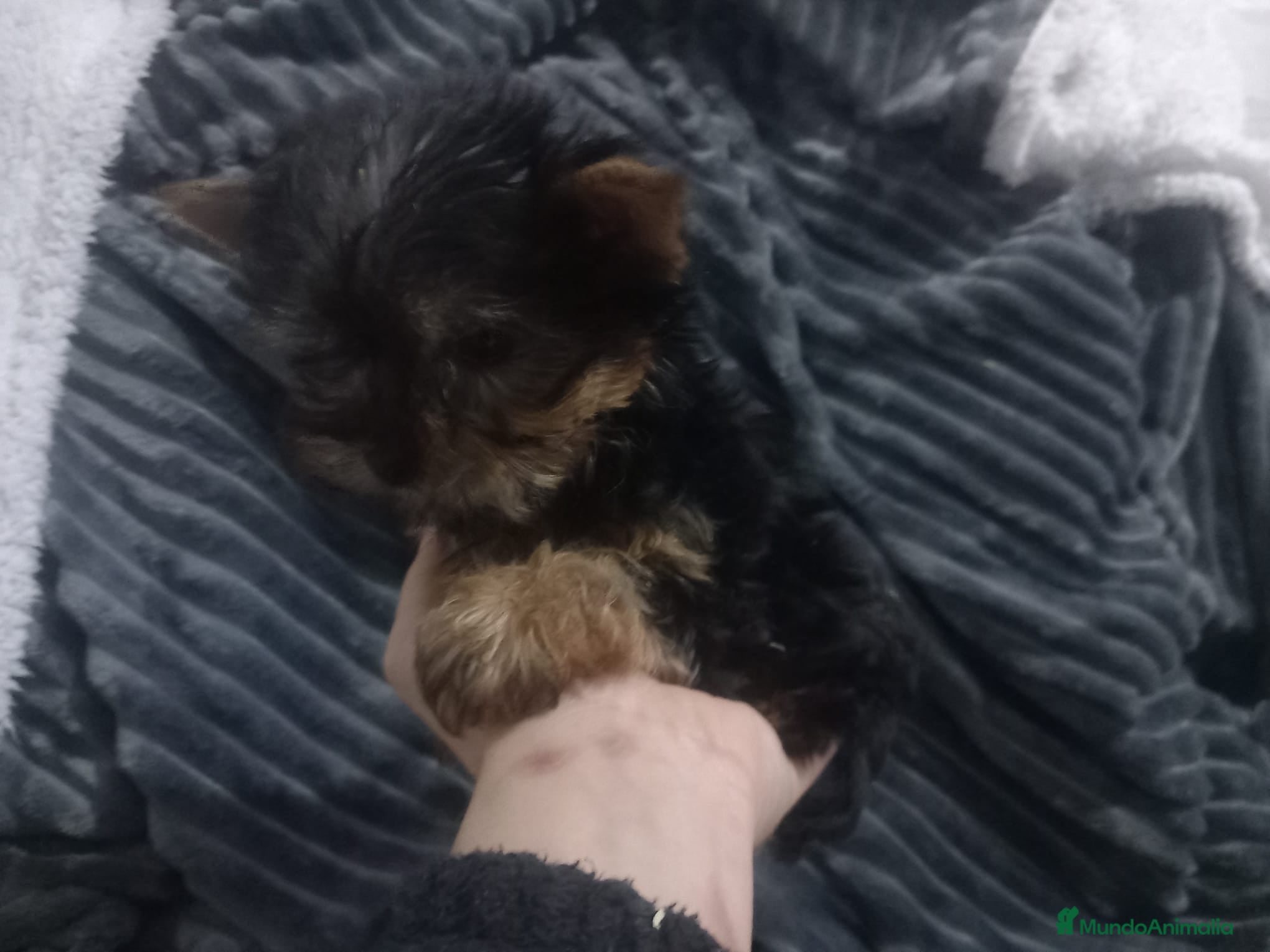 Yorkshire Terrier perros Machito de yorkshire  - Anuncio 2