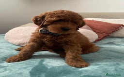 Labradoodle perros en venta: Labradoodle australiano - Imagen 1