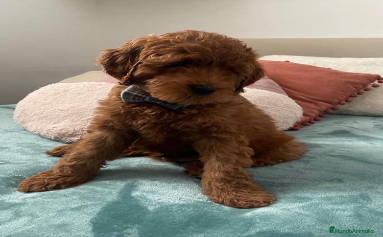 Labradoodle perros - Anuncio 14