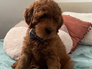 Labradoodle perros - Anuncio 1