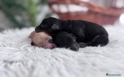 Caniche Toy perros en venta: CANICHE TOY HEMBRAS - Imagen 17