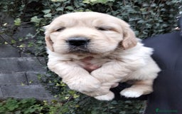 Golden Retriever perros en venta: cachorros de Golden Retriever machos y hembras  - Anuncio 8