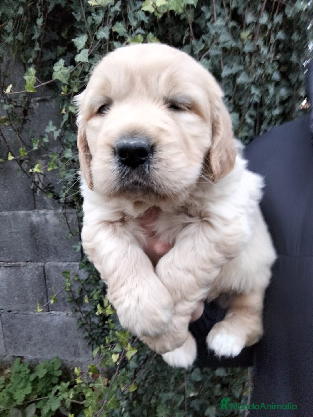 Golden Retriever perros en venta: cachorros de Golden Retriever machos y hembras  - Anuncio 8