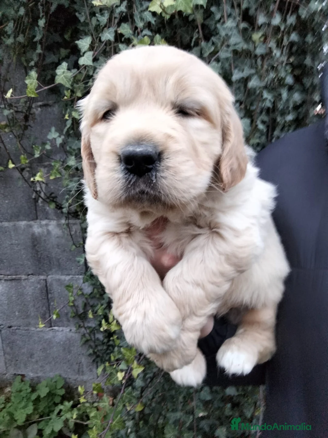 Golden Retriever perros en venta: cachorros de Golden Retriever machos y hembras  - Anuncio 8