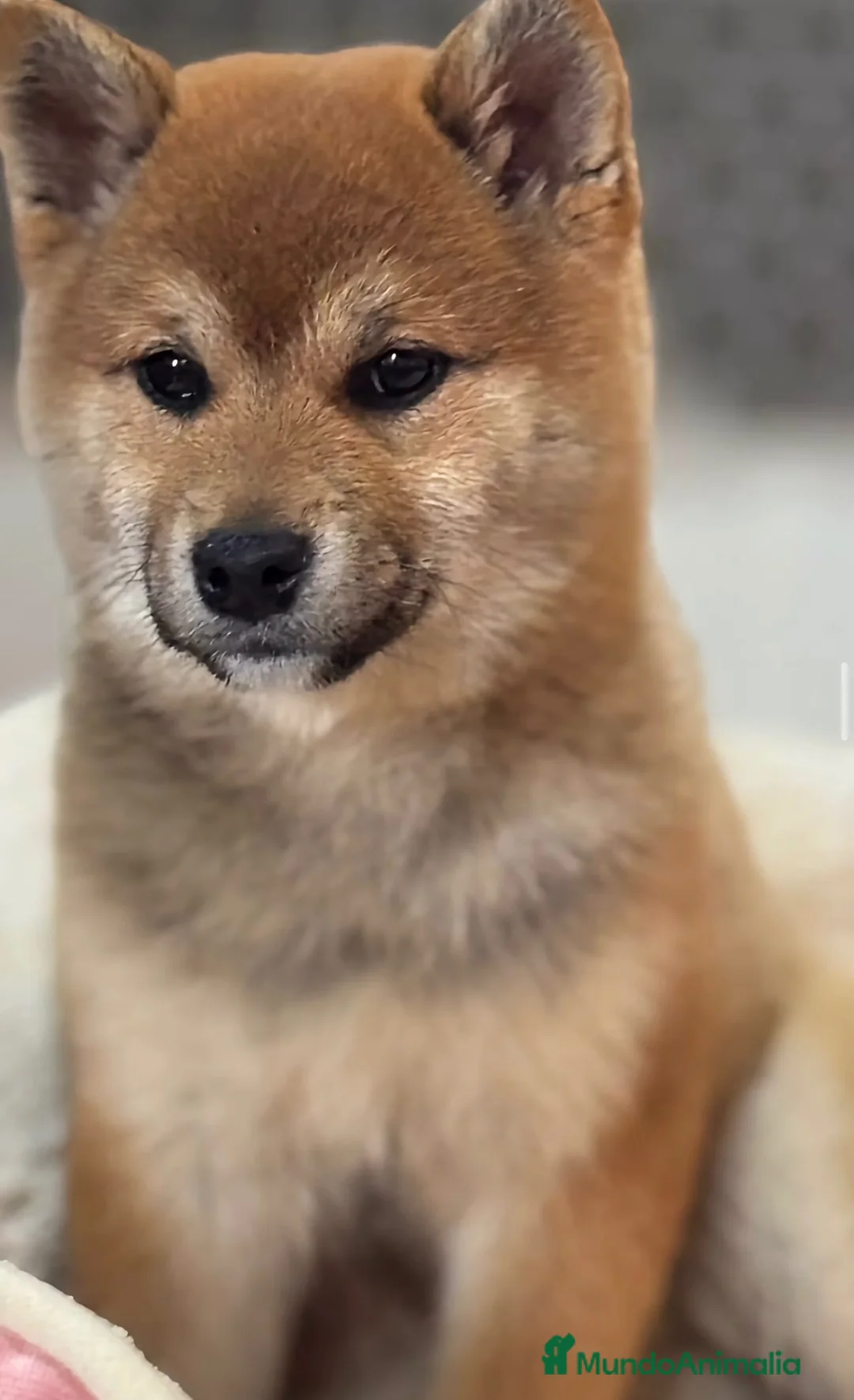 Shiba Inu perros en venta: Excelentes Shiba Inu - Anuncio 2