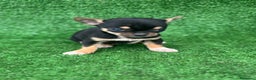 Chihuahua perros en venta: Chihuahua toy  - Anuncio 1