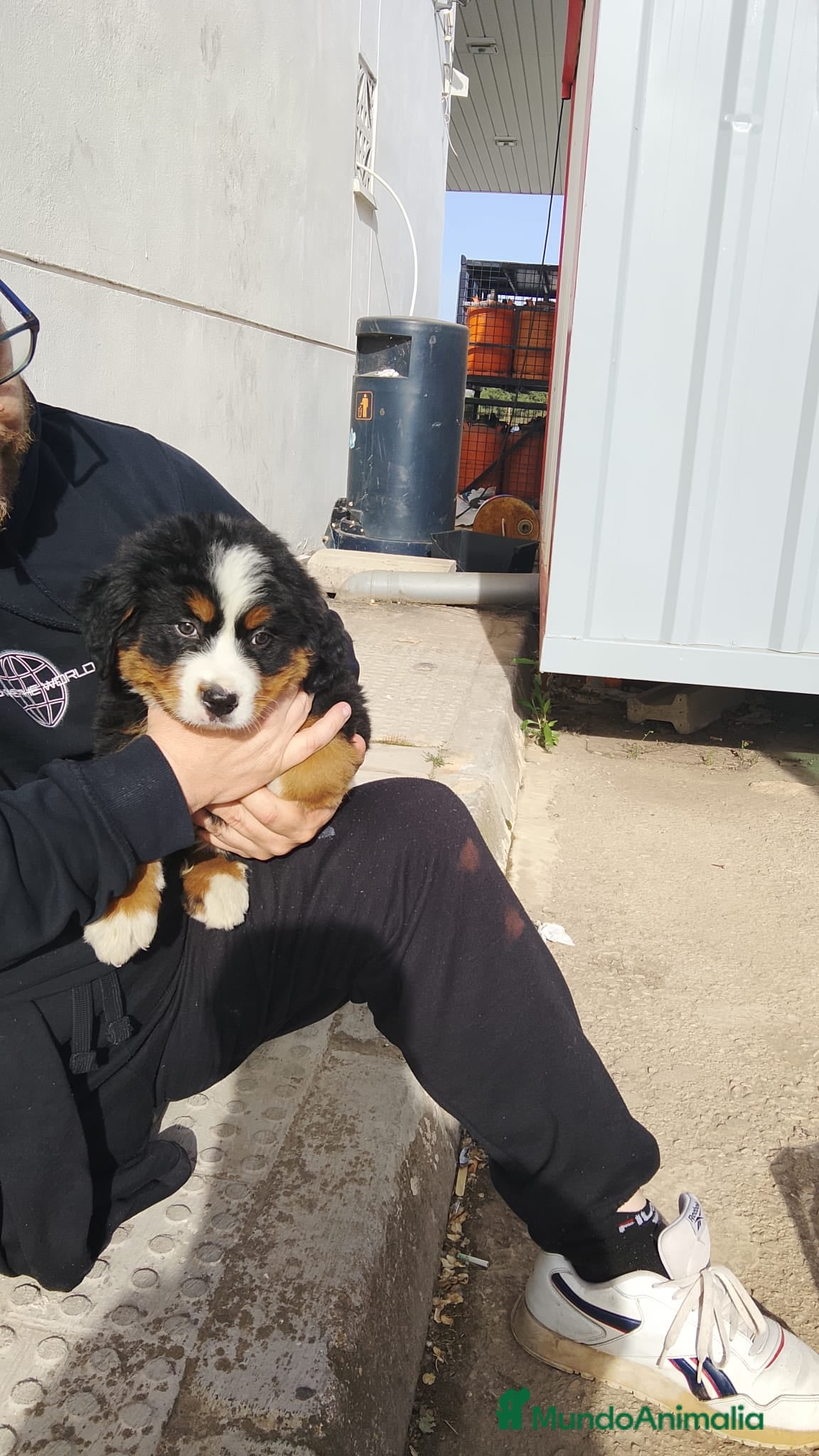 Boyero de Berna perros Boyero de Berna  - Anuncio 1