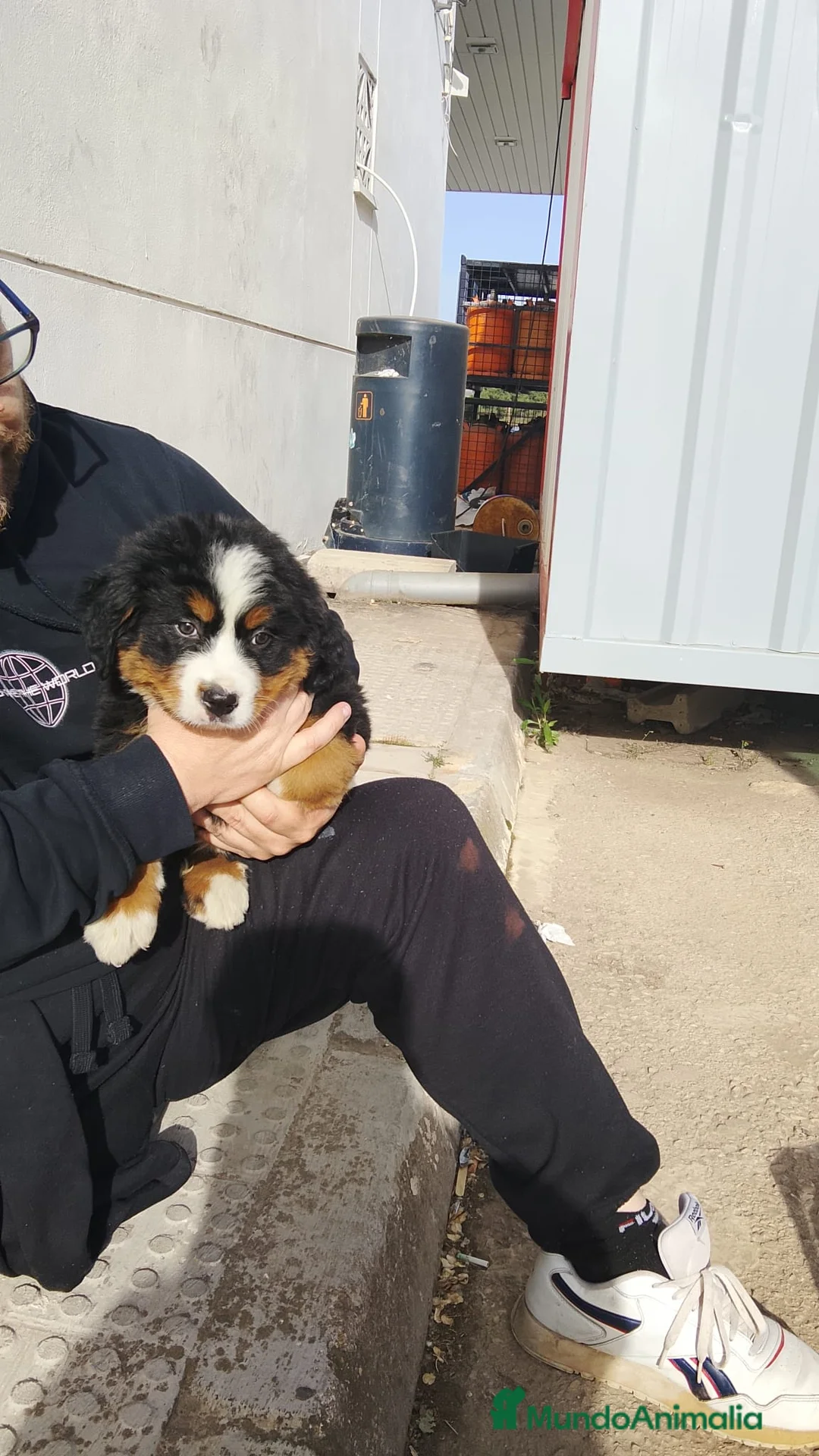 Boyero de Berna perros en venta: Boyero de Berna  - Anuncio 1