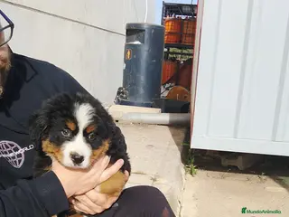 Boyero de Berna perros Boyero de Berna - Anuncio 1