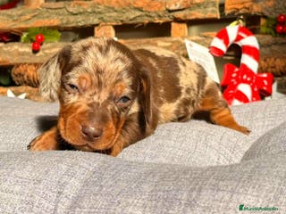 Teckel Miniatura perros Teckel miniatura - Anuncio 29