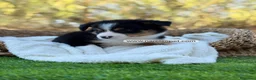Border Collie perros en venta: BORDER COLLIE TRICOLOR - Anuncio 5