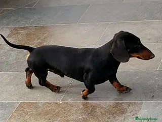 Teckel Miniatura perros MONTA TECKEL - Anuncio 2