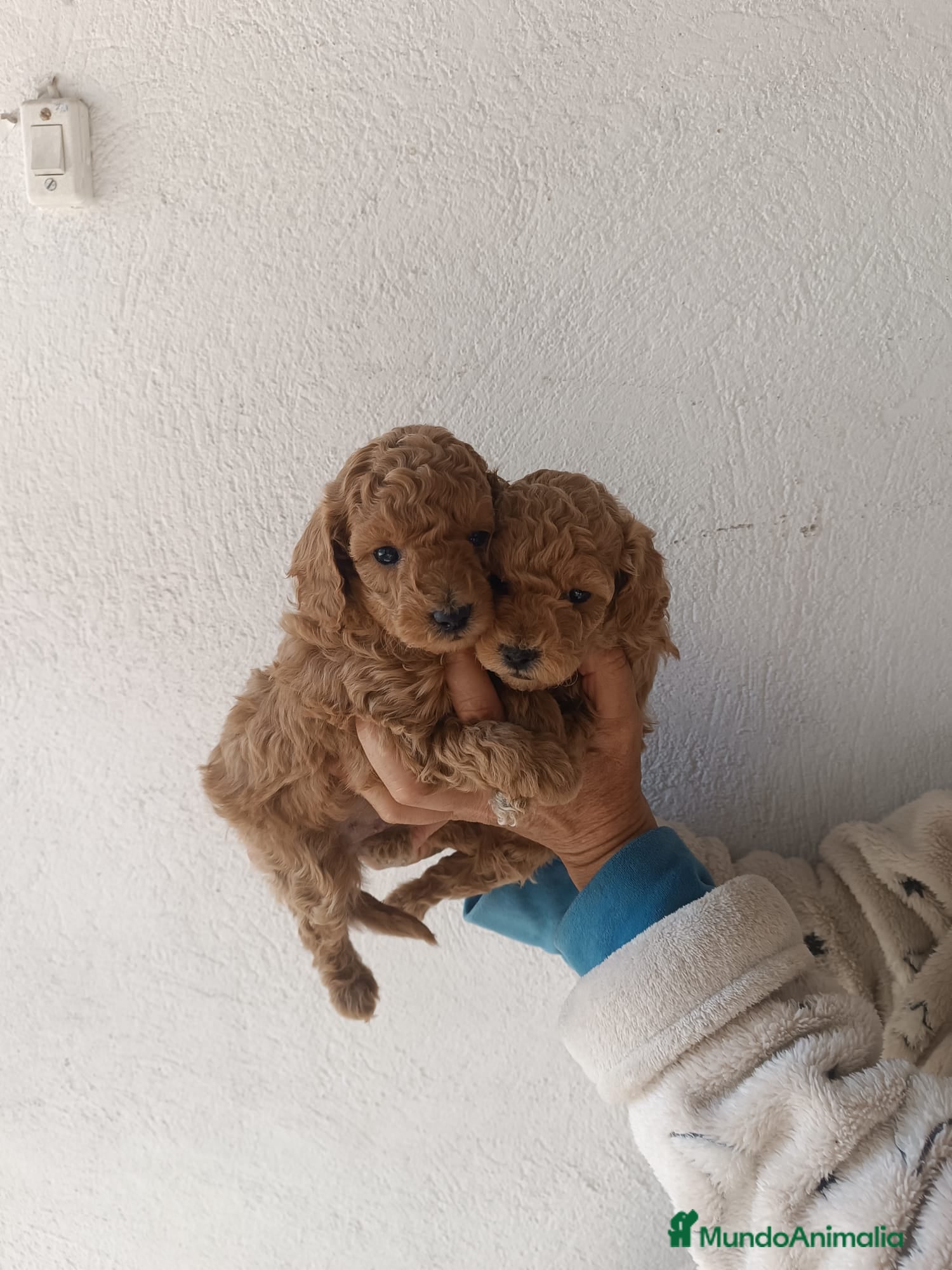 Caniche Toy perros PRECIOSOS MACHITOS CANICHES TOY - Anuncio 21