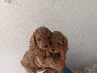 Caniche Toy perros PRECIOSOS MACHITOS CANICHES TOY - Anuncio 2