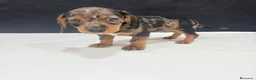 Teckel Miniatura perros en venta: Teckel Miniatura - Anuncio 6