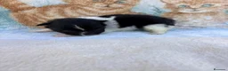 Pomerania perros en venta: Pomerania - Anuncio 4