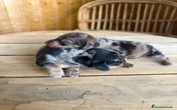 Teckel perros en venta: Dachshund   - Imagen 5