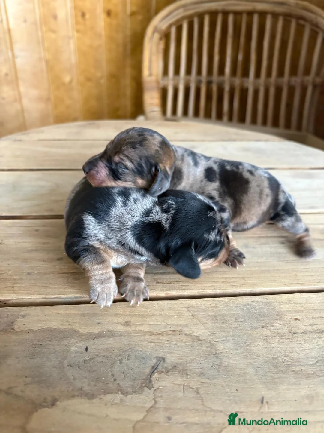 Teckel perros en venta: Dachshund   - Anuncio 5