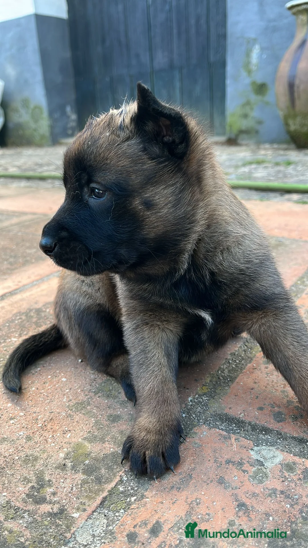Pastor Belga Malinois perros en venta: Pastor Belga Malinois  - Anuncio 2
