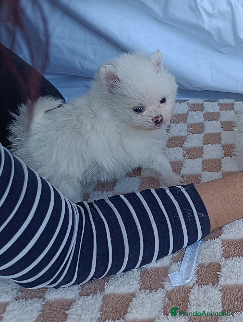 Pomerania perros PRECIOSO POMERANIA TOY MACHITO  - Anuncio 12