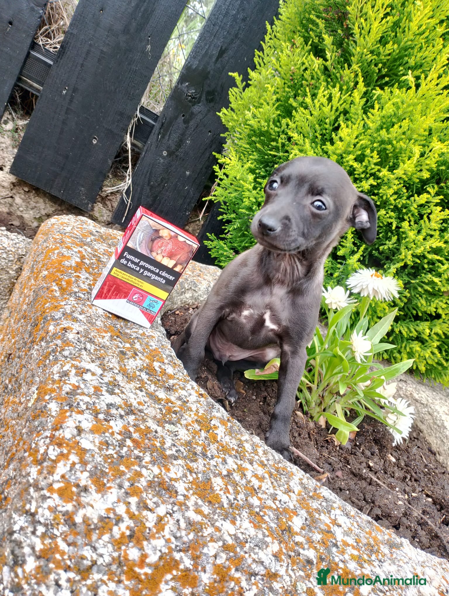 Pequeño Lebrel Italiano perros Piccolo lebrel italiano galgo  - Anuncio 1