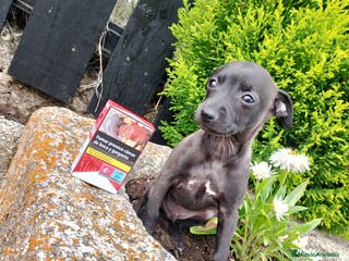 Pequeño Lebrel Italiano perros Piccolo lebrel italiano galgo - Anuncio 3