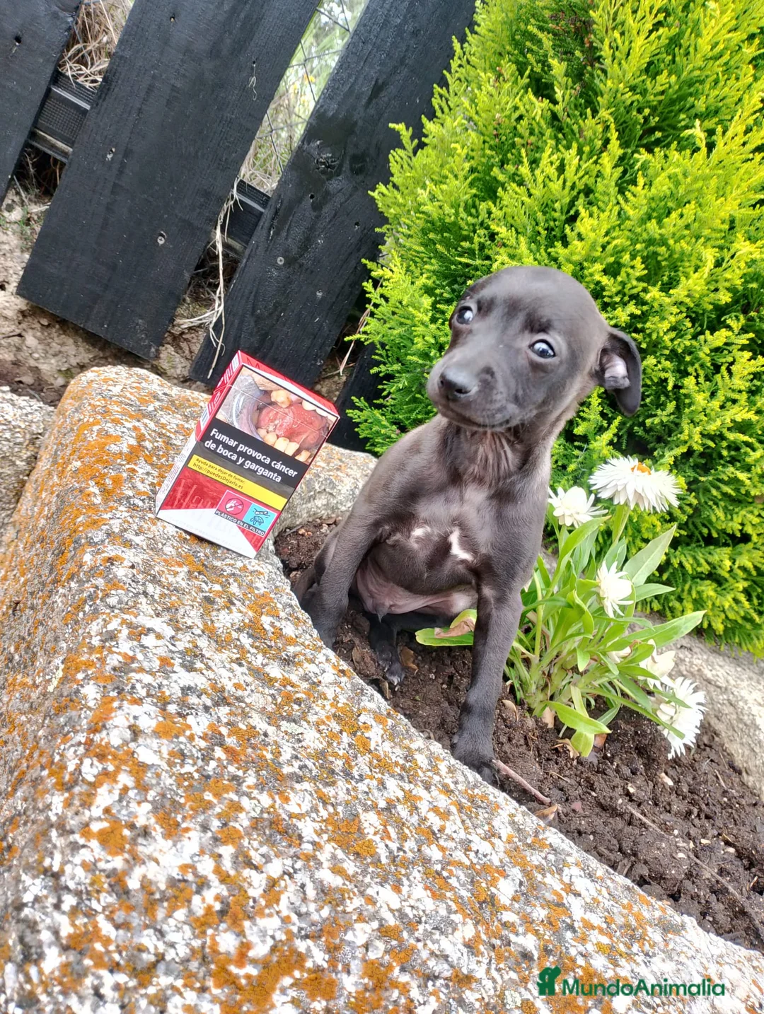 Pequeño Lebrel Italiano perros en venta: Piccolo lebrel italiano galgo  - Anuncio 1