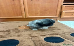 Shih Tzu perros en venta: Shih tzu macho  - Imagen 10