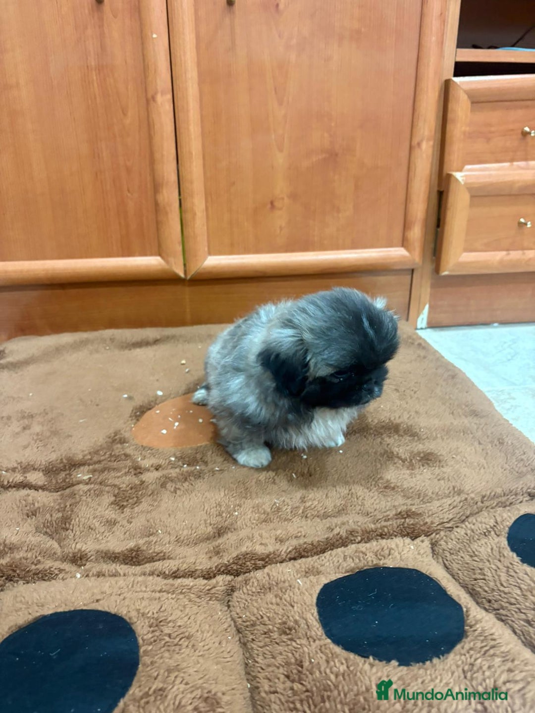 Shih Tzu perros en venta: Shih tzu macho  - Imagen 10
