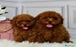 Caniche Toy perros en venta: caniche toy  - Imagen 1