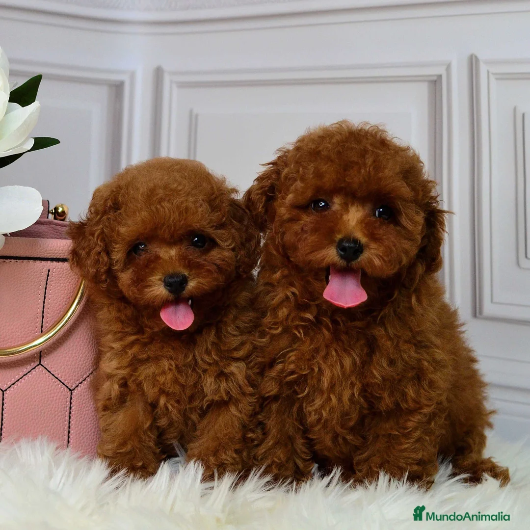 Caniche Toy perros en venta: caniche toy  - Imagen 1